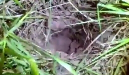 Hành trình đào hầm, vượt ngục của 2 tù nhân Brazil