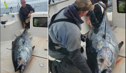 Bắt được cá ngừ khổng lồ nặng 226kg giá hơn 2 tỷ