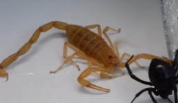 Ngoạn mục trận chiến sinh tử giữa nhện góa phụ đen và bọ cạp vàng