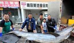 Bắt được cá kiếm dài 4 mét, nặng hơn 300 kg ở Trung Quốc