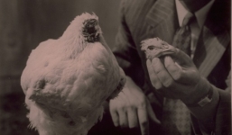 Chú gà bị chặt đầu vẫn sống bình thường suốt 18 tháng