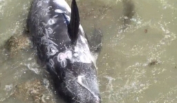 Đau lòng cảnh cá heo tự quăng mình vào đá để thoát khỏi thợ săn