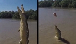 Khoảnh khắc ngoạn mục của cá sấu nhảy lên không trung đớp mồi