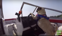 Chú chó siêu thông minh tự lái tàu thủy tốc độ cao