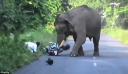 Voi rừng ra đường 'gây sự', dân hoảng hốt bỏ của chạy lấy người