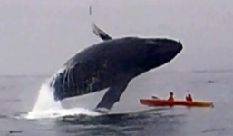 Bị cá voi lưng gù 40 tấn đè lật xuồng, cặp đôi may mắn sống sót