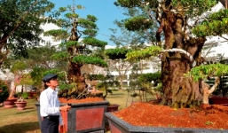 Đại gia Tây Ninh rao bán vườn cây cảnh giá 170 tỷ đồng