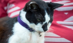 Chú mèo nổi tiếng thế giới đã qua đời