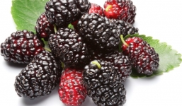 Lợi ích tuyệt vời của quả dâu tằm