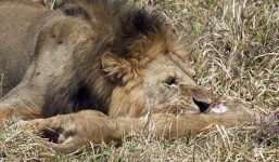 Sư tử cái để bạn tình mới quen ăn thịt con 