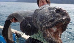 Bắt được cá chó sói kì dị ở Nhật Bản