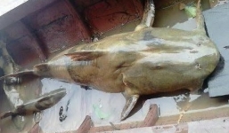 Cá chiên 'tiến vua' khổng lồ nặng 35kg giá 40 triệu đồng ở Hà Nội