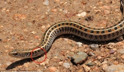 Cận cảnh sinh vật kỳ lạ thân rắn có chân thằn lằn