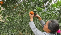 Trồng quýt ngọt, thu nhập hơn nửa tỷ/năm