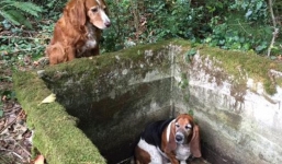 Cảm động cảnh chú chó đứng canh cho bạn bị rơi xuống hố suốt 1 tuần