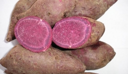 Khoai lang tím có khả năng tiêu diệt tế bào ung thư
