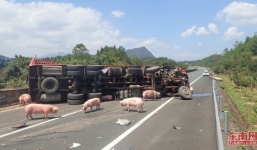 Lật xe tải, lợn chạy rông đầy đường cao tốc