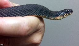 Rắn “trinh nữ” bị cách ly 8 năm với bạn tình vẫn đẻ 25 con