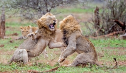 Sư tử đực đánh bại tình địch vì bị quấy rối 