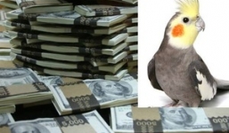 Nữ đại gia để lại khoản thừa kế khủng cho vẹt