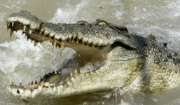 Cận cảnh cú đớp mồi khủng khiếp của 'sát thủ đầm lầy'