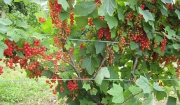 Nho chuỗi ngọc 2 triệu/kg hấp dẫn đại gia 