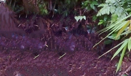 Bắn em trai tử vong vì tưởng là thú rừng