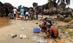 Hải sâm dạt đầy trên bãi biển Phú Quốc