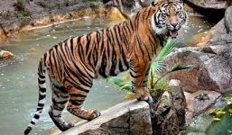 Hổ xổng chuồng vồ chết một nhân viên sở thú 