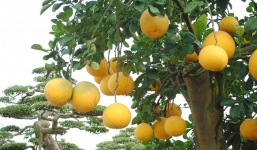 Cây 'độc' giá trăm triệu 'đại gia' Việt không bán