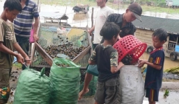 Bắt ốc bươu vàng bán sang TQ, kiếm gần nửa triệu/ngày