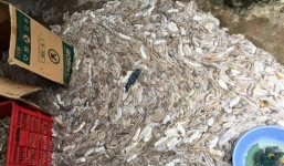 Chuyên gia lý giải hiện tượng hải sâm dạt vào bờ biển Phú Quốc