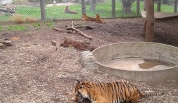 Nữ nhân viên vườn thú bị hổ vồ đến chết