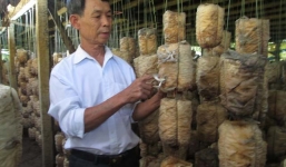 Làm chủ trang trại nấm, thu hơn trăm triệu/năm