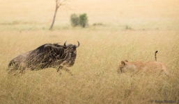 Sư tử bỏ chạy không dám lại gần linh dương trong lần săn mồi đầu tiên