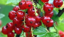 Sự thật 'nho chuỗi ngọc' giá 2 triệu đồng/kg