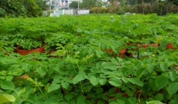 Bà nội trợ trả tiền gấp đôi mua rau đắt hơn thịt lợn