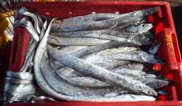 Kiếm trăm triệu đồng sau 1 chuyến 'săn' cá hổ