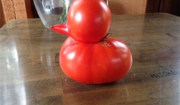 Bất ngờ với quả cà chua hình con vịt