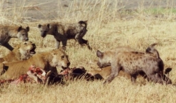 Video: Đàn linh cẩu quyết chiến cướp mồi của 3 con sư tử 