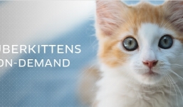 Mở dịch vụ nuôi chung thú cưng, kiếm 190 tỷ đồng