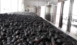 Tỏi đen 3 triệu/kg hút khách đại gia