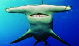 Video: Cá mập đầu búa liên tục uy hiếp người chèo thuyền