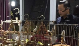 Bộ sưu tập chim quý hàng tỷ đồng của đại gia Việt