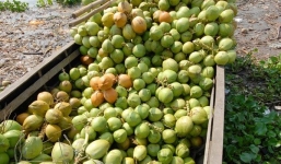 Dừa xiêm Bến Tre giá “rẻ như cho”: 20 nghìn đồng/12 quả