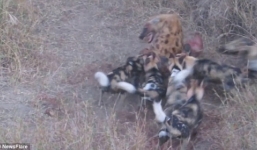 Màn tranh giành con mồi quyết liệt giữa linh cẩu và bầy chó hoang