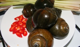 Ốc nhồi và những bài thuốc trị bệnh hiệu quả