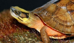 Nông dân Huế bắt được cặp rùa vàng 800 triệu đồng