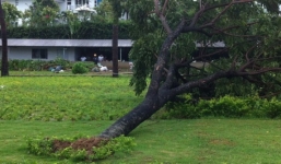 600 cây xanh đổ ở Đà Nẵng là do trồng ẩu