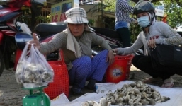 Cuối mùa nấm rơm, nông dân thu lãi 30 triệu đồng/sào